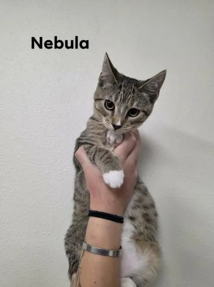A baby medium-sized female Domestic Short Hair cat named Nebula for adoption in Aberdeen, SD