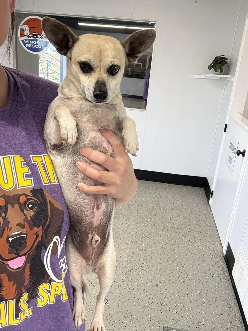 An adult small-sized male Chihuahua dog named Felipe for adoption in Blue Springs, MO