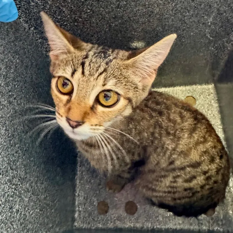 A young small-sized female Brown / Chocolate Domestic Short Hair cat named Gilly for adoption in Birmingham, AL