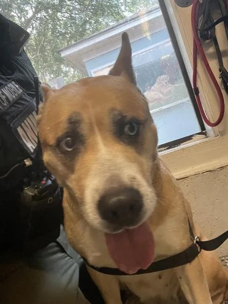 An adult large-sized female Siberian Husky dog named Shelly for adoption in Mobile, AL