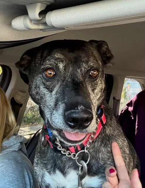 An adult medium-sized male Tricolor (Brown, Black, & White) Catahoula Leopard Dog dog named Ameer for adoption in Far Rockaway, NY