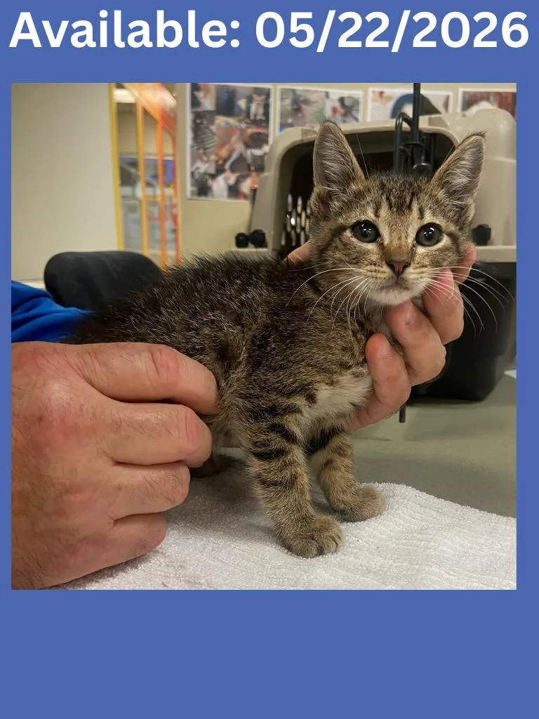 A baby medium-sized male Domestic Short Hair cat named Cat Condo for adoption in Greenville, TX