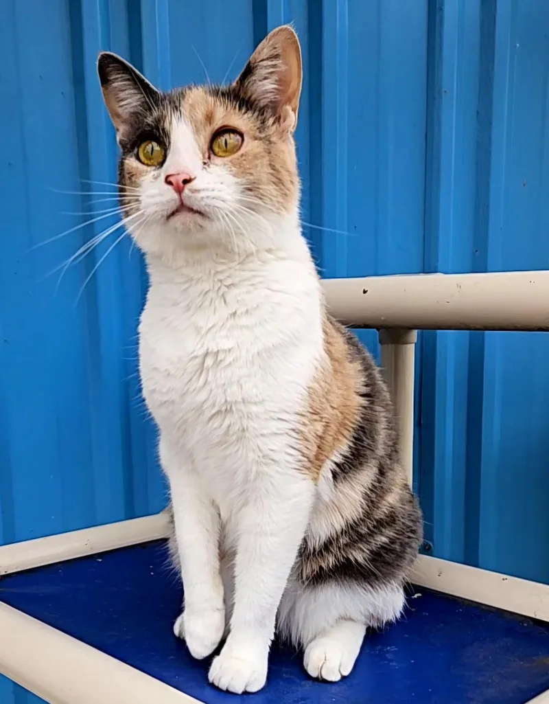 An adult medium-sized female Dilute Calico Domestic Short Hair cat named Peep for adoption in Hoopeston, IL