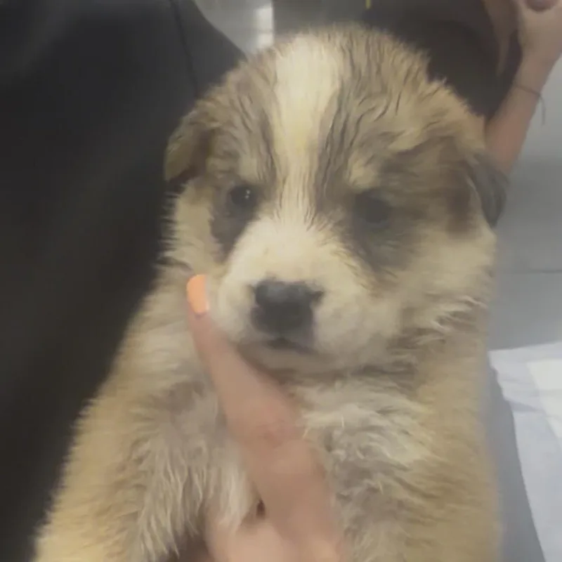 A baby small-sized female White / Cream Mixed Breed dog named Jazz for adoption in Midland, TX