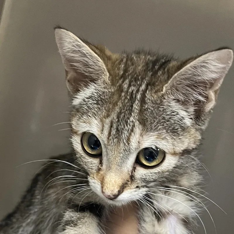 An adult small-sized female Buff / Tan / Fawn Domestic Short Hair cat named Tara for adoption in Yuma, AZ