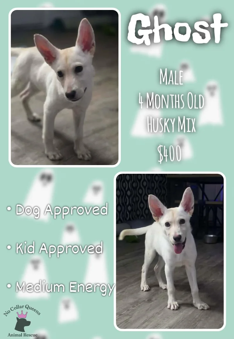 A young medium-sized male Husky dog named Ghost for adoption in Jacksonville, NC