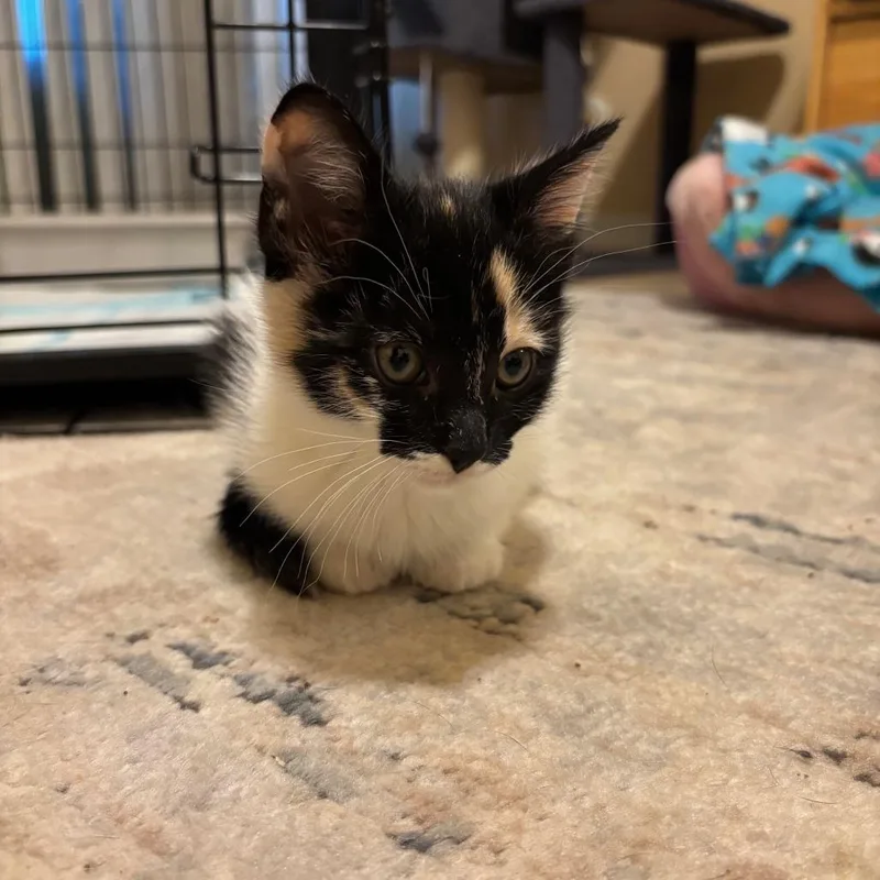 A baby small-sized female Calico Domestic Short Hair cat named Katara for adoption in Los Angeles, CA