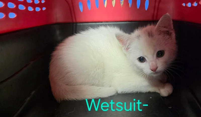 A baby medium-sized male Domestic Short Hair cat named Wetsuit for adoption in Cloquet, MN