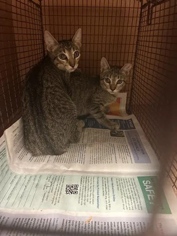 A baby small-sized male Domestic Short Hair cat named Fire Eagle for adoption in Austin, TX