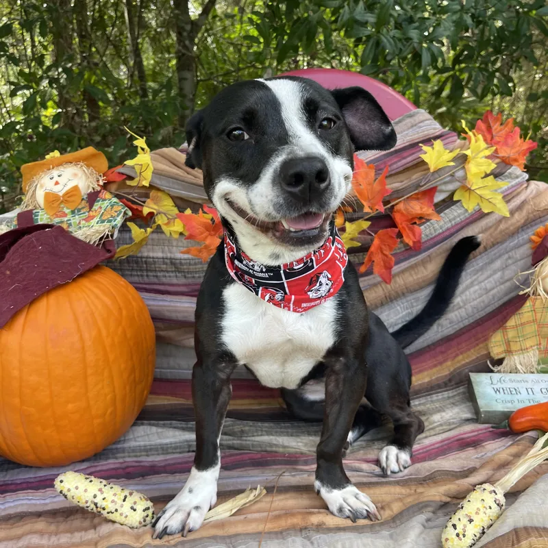 A young medium-sized female Pit Bull Terrier dog named Oreo for adoption in Sebring, FL