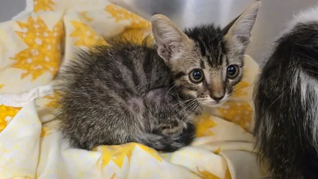A baby small-sized male Domestic Short Hair cat named A for adoption in Thousand Palms, CA