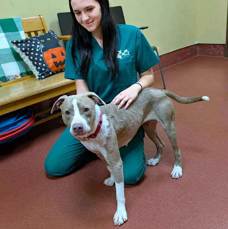 An adult medium-sized female Pit Bull Terrier dog named Mindy for adoption in Accident, MD