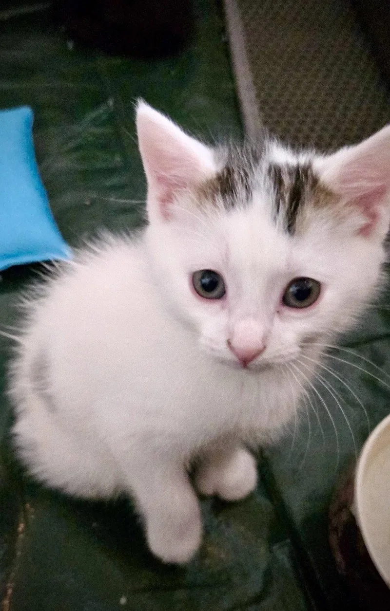 A baby medium-sized male White Domestic Short Hair cat named Local & Express for adoption in Brooklyn, NY