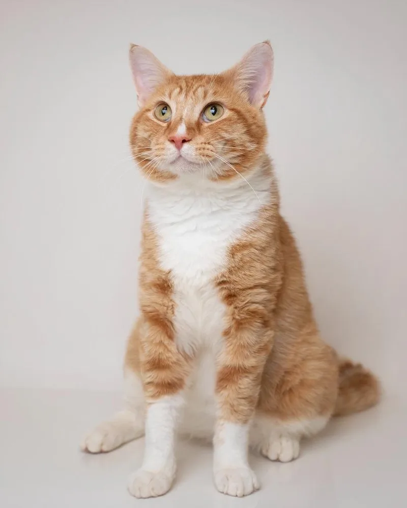 A young large-sized male Domestic Short Hair cat named Howie for adoption in Boone, IA