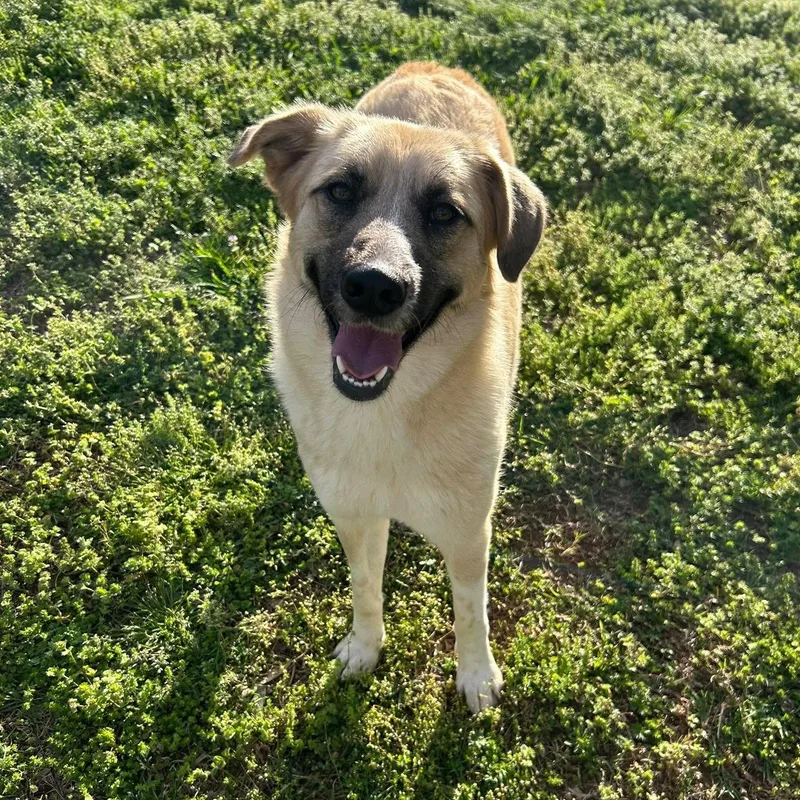 An adult large-sized female Apricot / Beige Anatolian Shepherd dog named Mazie for adoption in Spring hill, TN