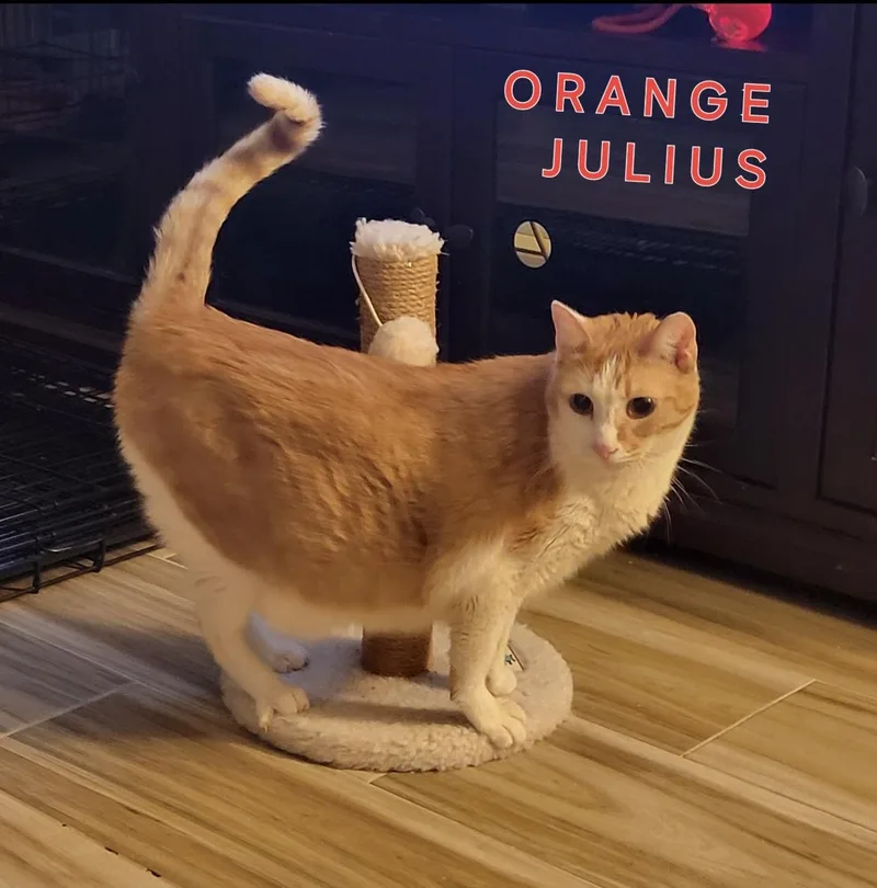 Julius thumbnail 2