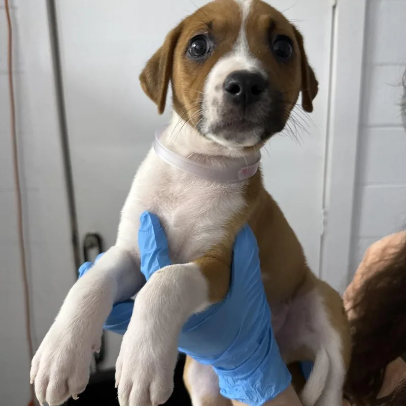 A baby small-sized female Yellow / Tan / Blond / Fawn American Foxhound dog named Empathetic for adoption in Hattiesburg, MS