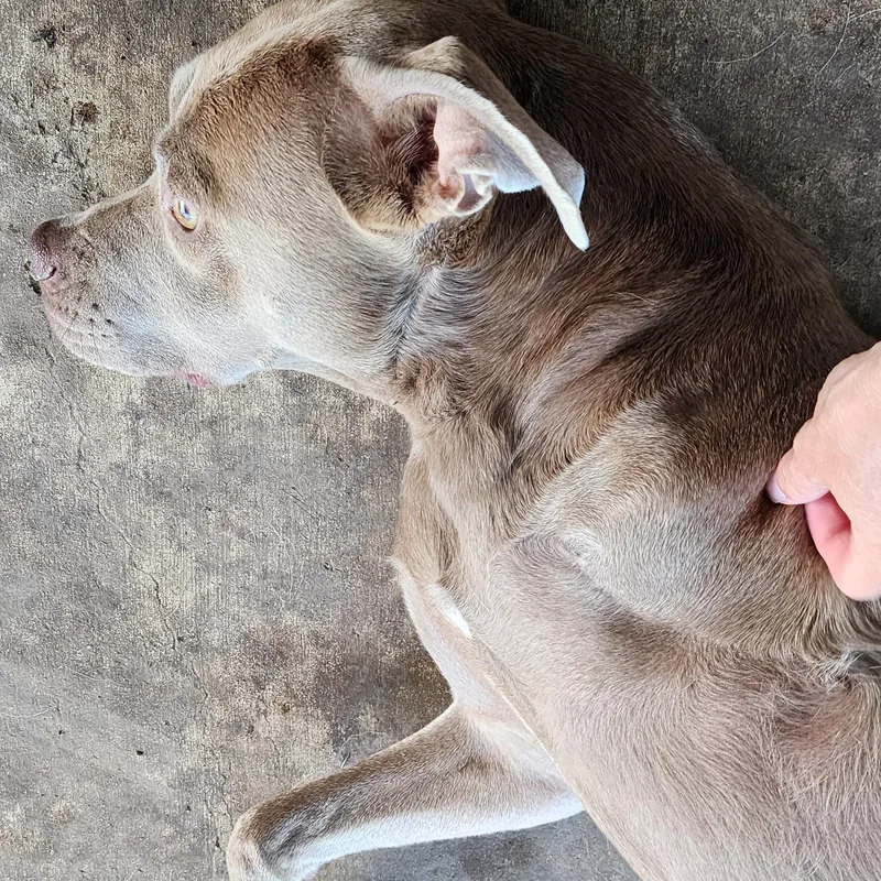A young medium-sized female Golden Pit Bull Terrier dog named Oaklee for adoption in Owasso, OK