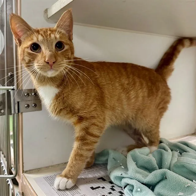 An adult small-sized male Domestic Short Hair cat named Manny for adoption in Riverside, CA