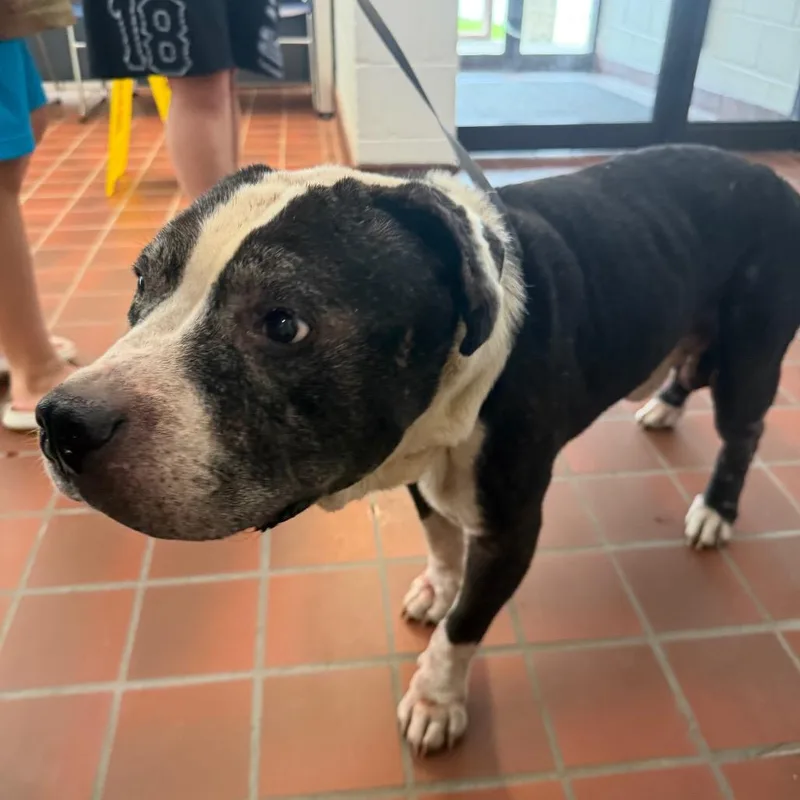 A senior large-sized male Black Pit Bull Terrier dog named MONTStray for adoption in Perkiomenville, PA