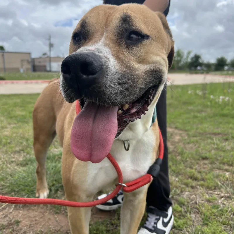 An adult medium-sized male Golden Pit Bull Terrier dog named Blaze for adoption in Pearland, TX