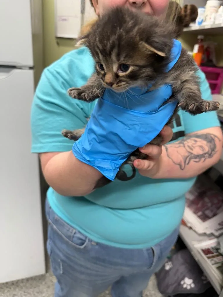 A baby small-sized female Domestic Medium Hair cat named Mountaineering for adoption in Auburn, IN