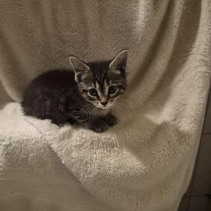 A baby small-sized female Brown / Chocolate Domestic Short Hair cat named Mary for adoption in Carmel, IN