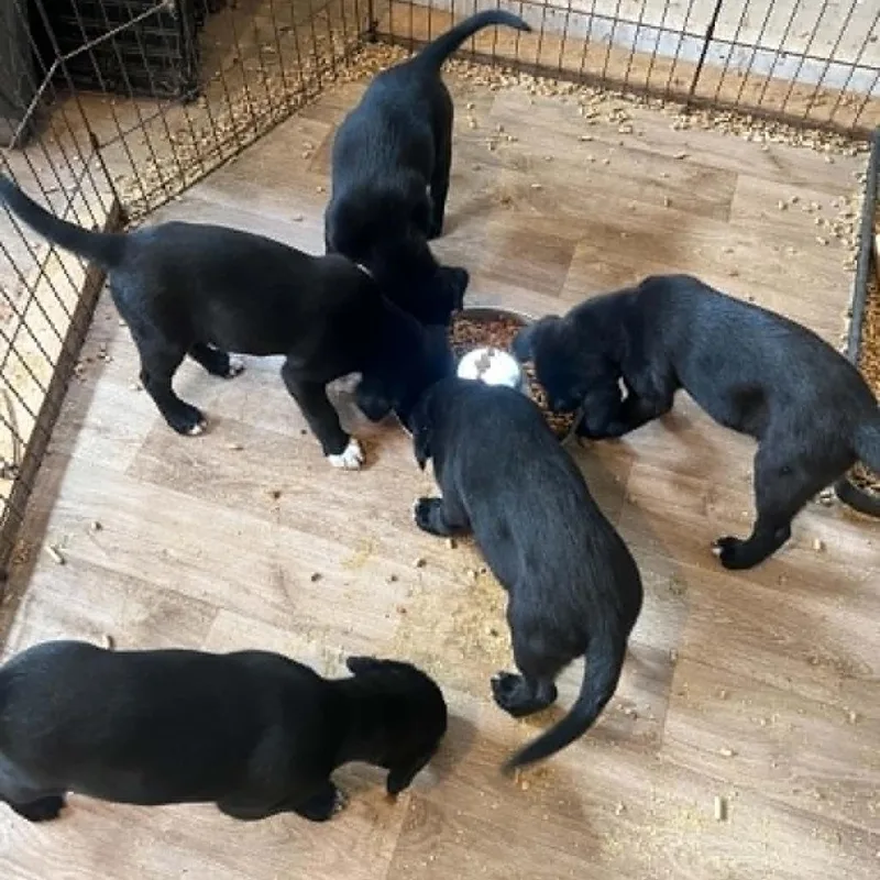 A baby small-sized female Black Labrador Retriever dog named Posh Spice for adoption in Nashville, TN