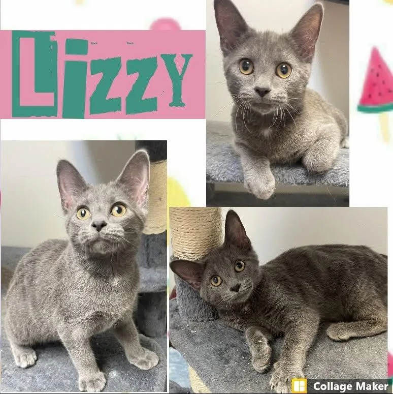 A young medium-sized female Domestic Short Hair cat named Lizzy for adoption in Clearfield, PA