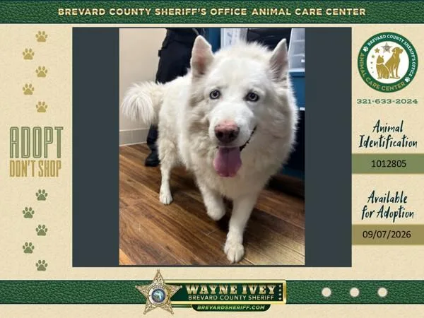 An adult extra large-sized male Mixed Breed dog named Bailey for adoption in Melbourne, FL