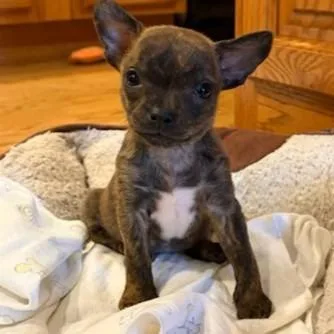 A baby small-sized female Chihuahua dog named Esther for adoption in Elk Grove Village, IL