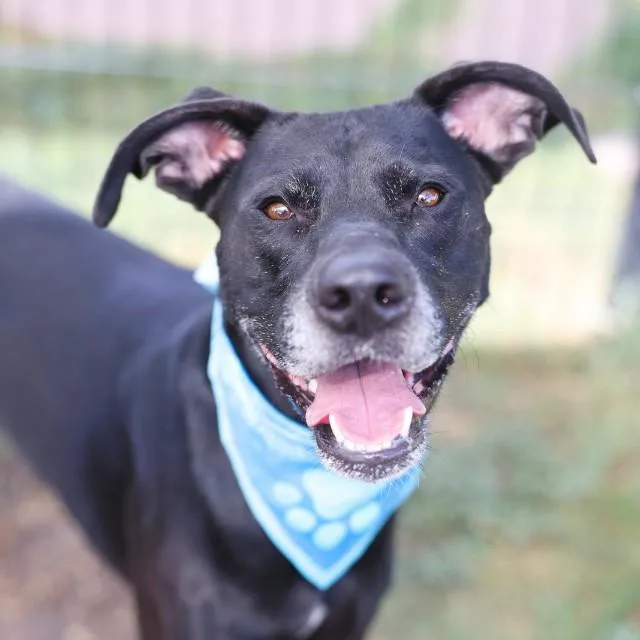 An adult large-sized male Labrador Retriever dog named Charlie for adoption in San Antonio, TX
