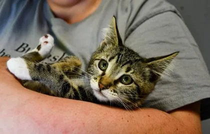 A baby small-sized female Domestic Short Hair cat named Felicia for adoption in Yakima, WA