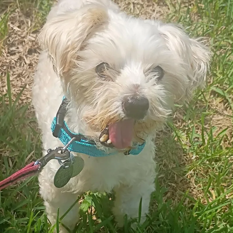 A senior small-sized male White / Cream Miniature Poodle dog named Dustin for adoption in Houston, TX