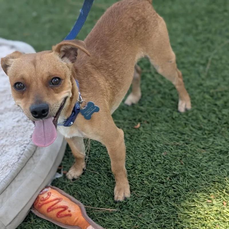 A young small-sized male Brown / Chocolate Terrier dog named Tom  Chino Hills for adoption in Chino Hills, CA
