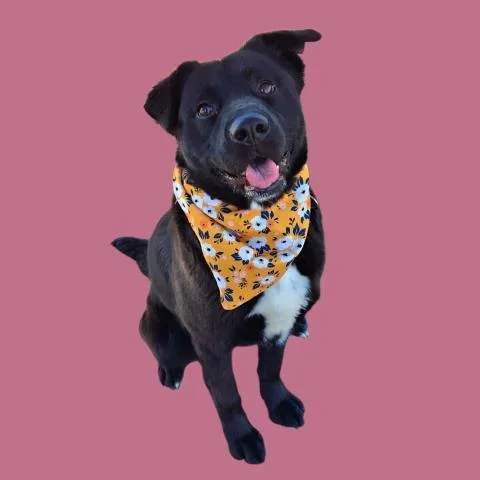 A young large-sized female Labrador Retriever dog named Holly for adoption in Bakersfield, CA