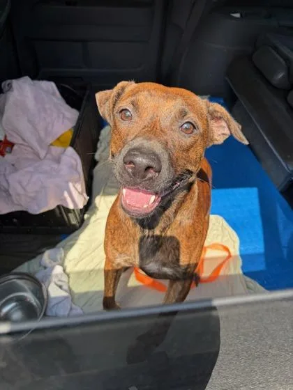 An adult medium-sized female Mixed Breed dog named Millie Roc for adoption in Atlanta, GA