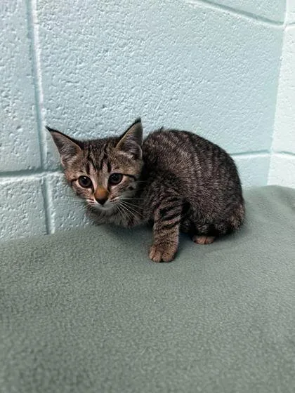An adult small-sized female Domestic Short Hair cat named Egg for adoption in Spruce Pine, NC