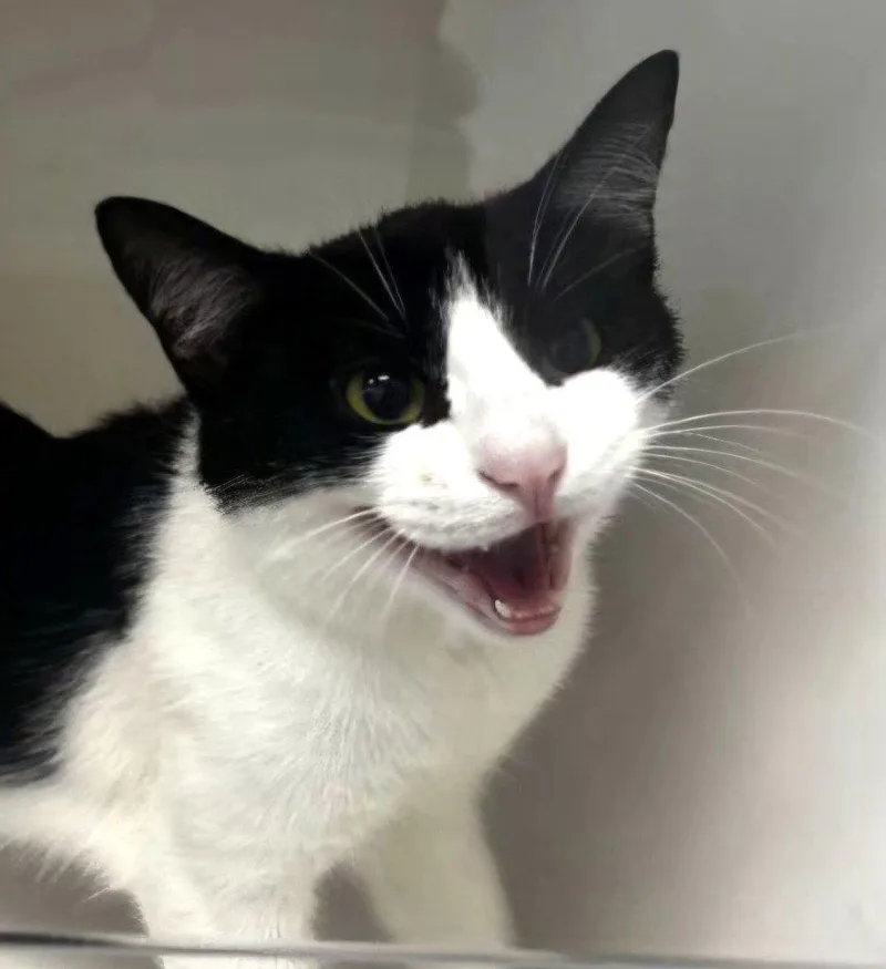 An adult medium-sized female Black & White / Tuxedo Domestic Short Hair cat named Cookie for adoption in Greenfield, IN