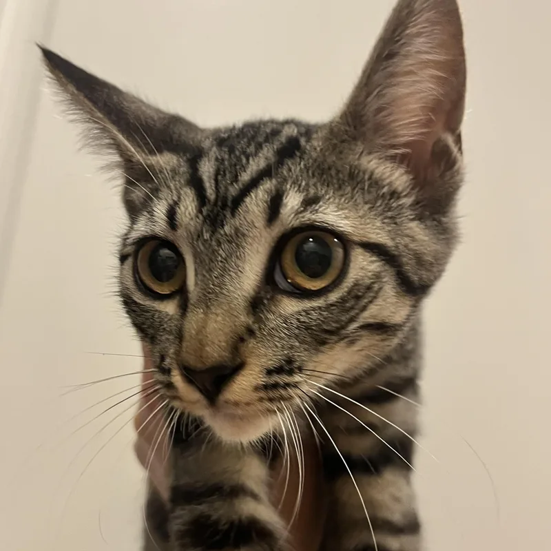 A baby medium-sized female Tabby (Buff / Tan / Fawn) Domestic Short Hair cat named Daisy Mae for adoption in Santa Ana, CA