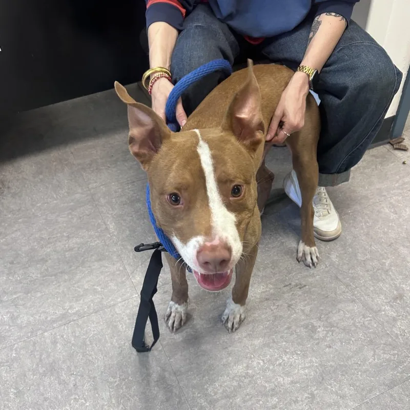 An adult medium-sized male Yellow / Tan / Blond / Fawn Mixed Breed dog named Toosie Roll for adoption in Philadelphia, PA