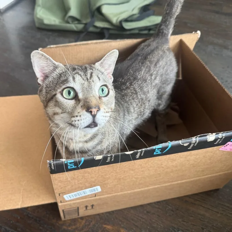 An adult large-sized male Brown / Chocolate Domestic Short Hair cat named Gravy for adoption in Houston, TX