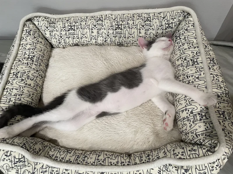 A baby medium-sized male Gray & White Domestic Short Hair cat named Luca for adoption in Haddon Heights, NJ