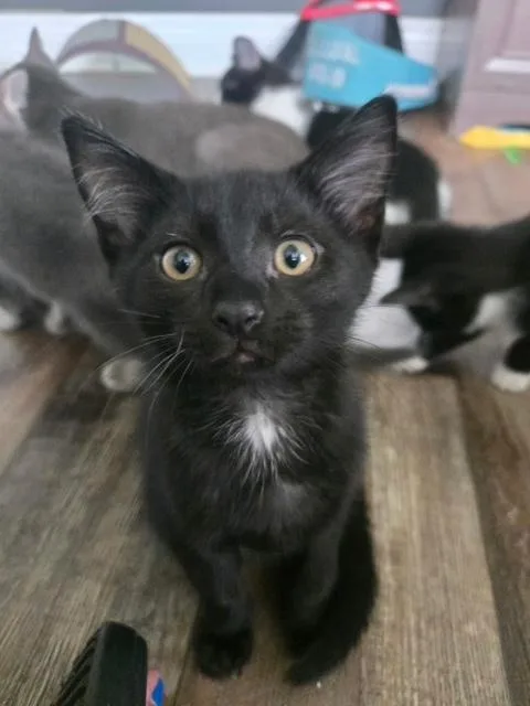 A baby medium-sized male Black Domestic Short Hair cat named Bosch for adoption in Murfreesboro, TN