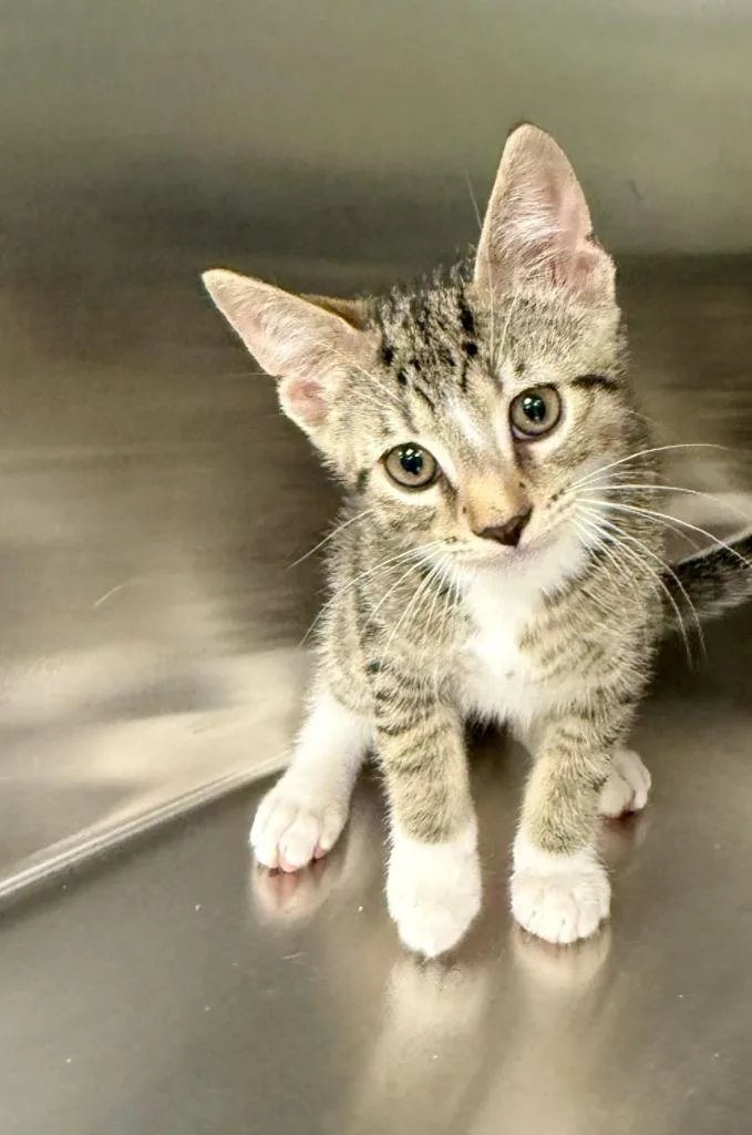 A baby medium-sized male Domestic Short Hair cat named Archie for adoption in La Porte, IN