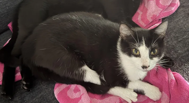 An adult medium-sized female Black & White / Tuxedo Domestic Short Hair cat named Diamond for adoption in Murfreesboro, TN