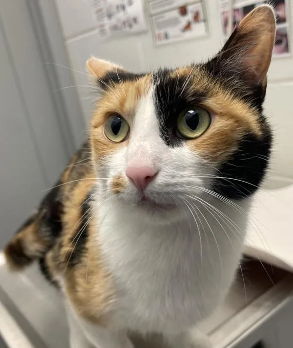 Nala