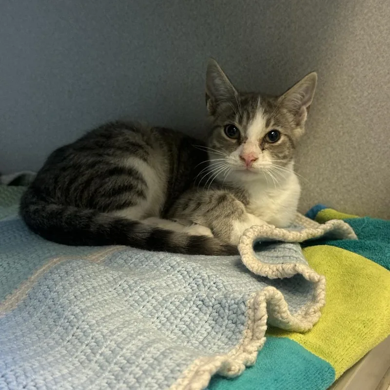 A baby small-sized male Gray / Blue / Silver Domestic Short Hair cat named Taffy for adoption in Pittsburgh, PA