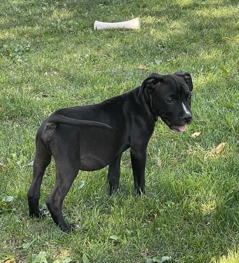 Duke