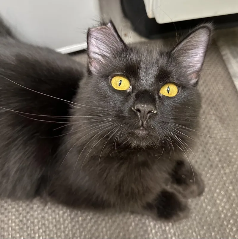 An adult small-sized female Black Domestic Medium Hair cat named Murphy for adoption in Merced, CA